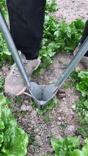 Smart Gardening: Uprooting Plants Safely with a Manual Transplanter Tool! #shorts