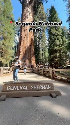 Sequoia National Park General Sherman Tree - The Largest Tree by Volume in the World