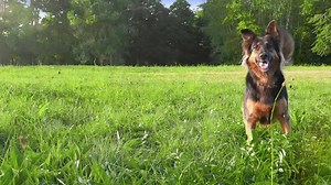 Have you tried Galliprant® (grapiprant tablets)? To learn more about a new way to treat the pain and inflammation associated with canine osteoarthritis, please visit galliprantfordogs.com/vet Galliprant is not for use in humans. For use in dogs only. Keep this and all medications out of reach of children and pets. Store out of reach of dogs and other pets in a secured location in order to prevent accidental ingestion or overdose. Do not use in dogs that have a hypersensitivity to grapiprant. If 