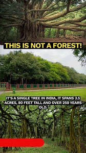 3.6K views · 103 reactions | Kolkata’s 255-year-old Banyan Tree: A...