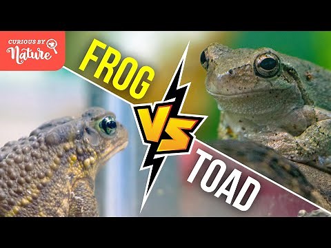 Frog vs Toad: What's the Difference? 🐸