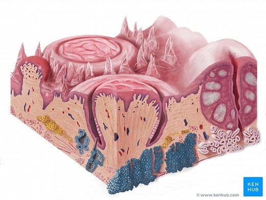 Upper digestive tract histology