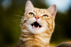 The 5 most popular scientific papers of March 2021 in the Nature Index journals