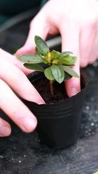How to Grow Azalea from Cuttings!