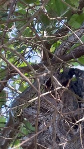 26 reactions | A python slithers up the rough bark of a tree, its...