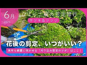 [Satsuki/Azalea] Pruning in June | When is the best time to prune after flowering? We've put toge...