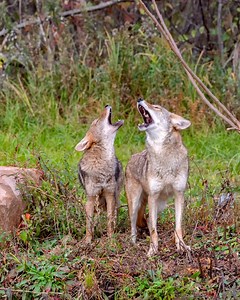 Coyote Sounds: How to Translate the Barking and Howling -