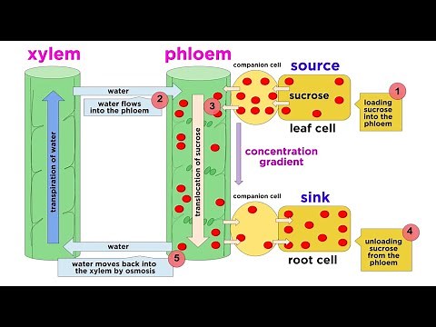 Types of Plant Tissues