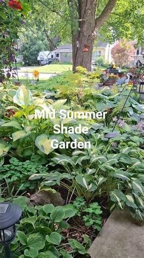 ☘️🌱"Hosta Garden this Summer" #garden #gardening #cottagegarden