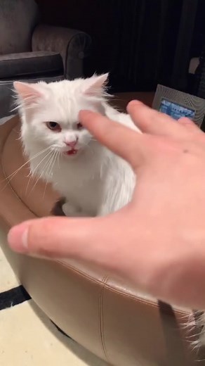 Playful Munchkin Cat Running Around
