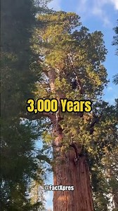The Tree That Needs Fire to Survive 🔥🌲 #facts #sequoia
