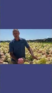 Best of Panicle Hydrangeas: Strawberry Shake™ Hydrangea | #hydrangeapaniculata #summergarden