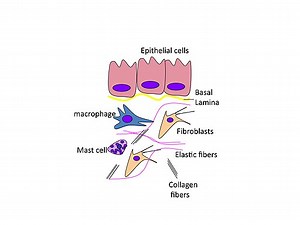 Somatic Cells - Types, Location, Process of Production, Vs Germ Cells