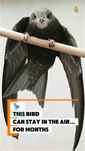 🐦 This Bird Never Lands #birds #swift #facts