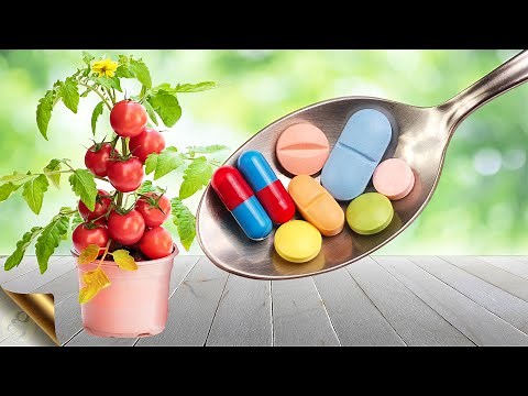 10 TRICKS TO GROW TONS OF TOMATOES 🍅 | COMPLETE GUIDE