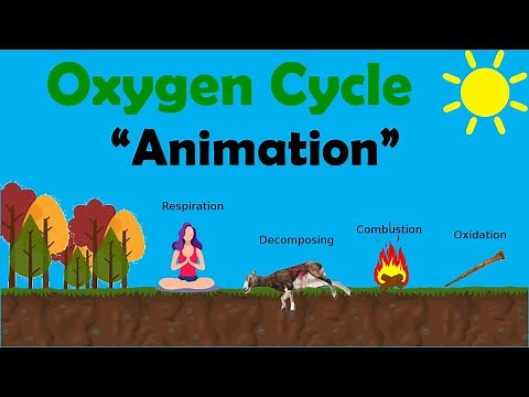 OXYGEN CYCLE | Biology Animation