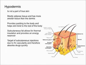 Hypodermis
