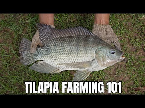 Tilapia Farming 101; Your Guide To A Successful Start