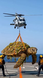 513K reactions · 74K shares | Navy Rescue Operation Saves Gaint Sea Turtle's Life! | Carolina pico | Facebook