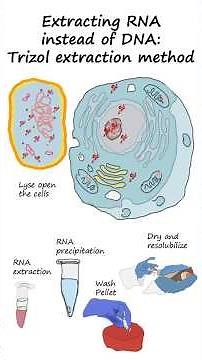 Isolation of RNA from cells by Trizol extraction #biotechnology #molecular biology