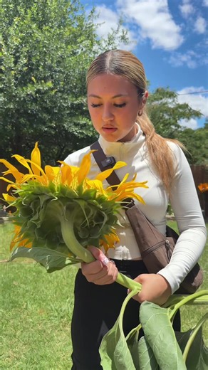the biggest sunflower I’ve EVER seen ! 😍🤌🏼 #sunflower #garden #eating