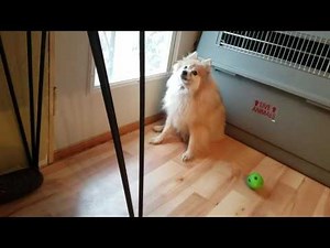 Pomeranian Howling