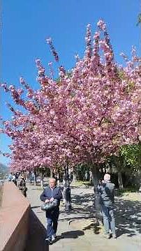 Floración espectacular del cerezo japonés 🇯🇵🌳🍒 #spring