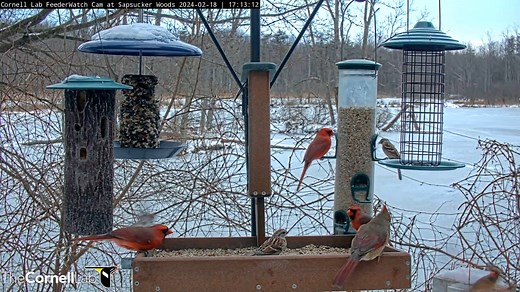 Watch a colorful flock of Northern Cardinals take over the Cornell Lab FeederWatch Cam. You typically see cardinals moving around in pairs during the breeding season, but in fall and winter they can form fairly large flocks of a dozen to several dozen birds. These flocks are usually made up of approximately equal numbers of males and females, and contain a mix of hatch-year birds and older adults. Watch LIVE at AllAboutBirds.org/CornellFeeders | Bird Cams