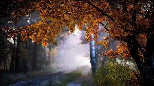 Tree, Leaves, Path. Free Stock Video