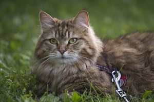 How to Adopt a Rescued Siberian Cat (& Where to Find One) | LoveToKnow Pets