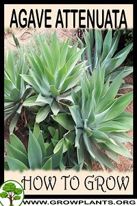Agave attenuata - How to grow & care