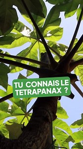 🌿 Découvre le Tétrapanax, une plante spectaculaire au feuillage XXL, idéale pour créer un effet jungle incomparable dans ton jardin ! 🔔 Abonne-toi pour ne rien rater des prochaines vidéos ! Et pour découvrir toutes nos semences et plantes, rends-toi sur www.alsagarden.com #plantesrares #plantestropicales #plantesornementales #jardinexotique #permaculture #plantesfaciles #jardinage #Alsagarden | Alsagarden