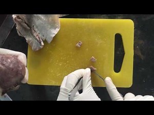 Histopathology - tissue processing