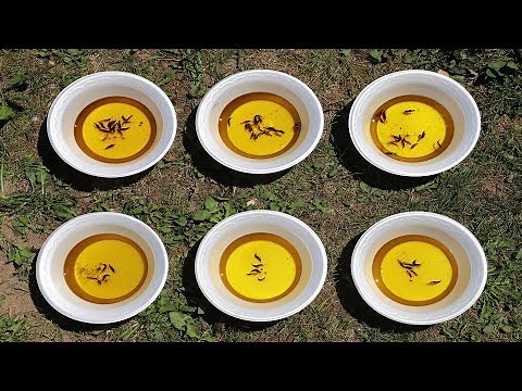 DIY : How To Make Earwig Trap at Home