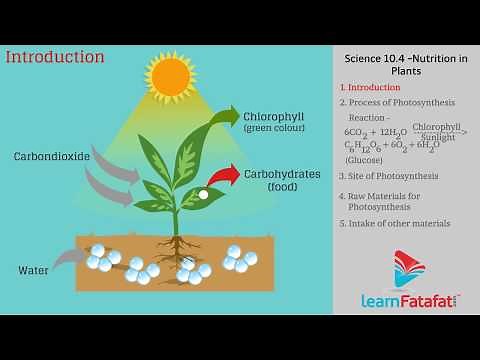 Process of Photosynthesis