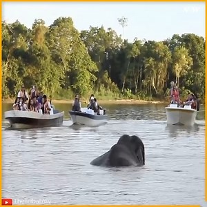 209K views · 4.9K reactions | Borneo Pygmy Elephant | Animals Nature | Facebook
