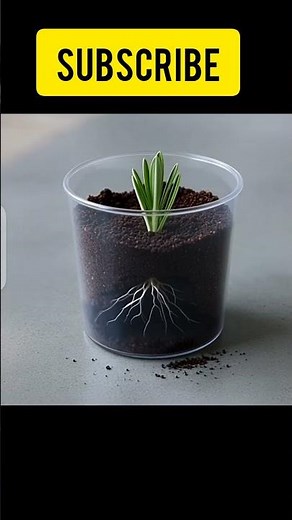Lavender Plant Growth – Amazing Timelapse | Seed to Bloom 🌱💜