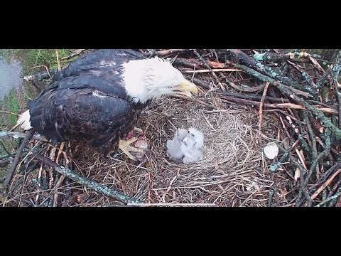Cardinal Land Conservancy Eagles with Sound