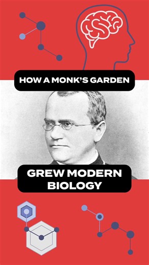 6.5K views · 135 reactions | 﫛 Known today as the father of modern genetics, Gregor Mendel was an Augustinian friar who studied the genetic inheritance of pea plants. His paper, "Experiments On Plant Hybridization", was originally denied publishing because, at the time, it countered Darwin's theories on inheritance. His work was proven to be true, and culminated in Mendel's laws of inheritance. #ICRdiscovery #GregorMendel #sciencehistory | Institute for Creation Research (ICR) | Facebook