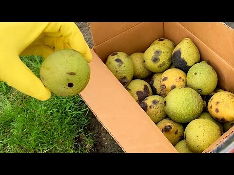 Collecting Black Walnut Seed - How to grow a walnut tree