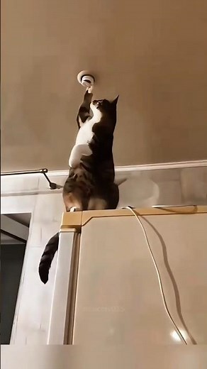 Helpful Cat Surprises Owner With Kindness