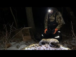 Minnesota bobcat trapping 2024/2025 (check 1 and 2)