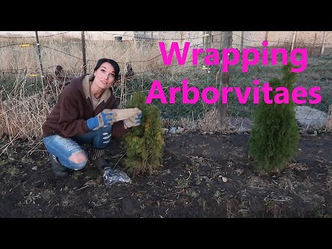 Wrapping Arborvitaes For Winter- DIY