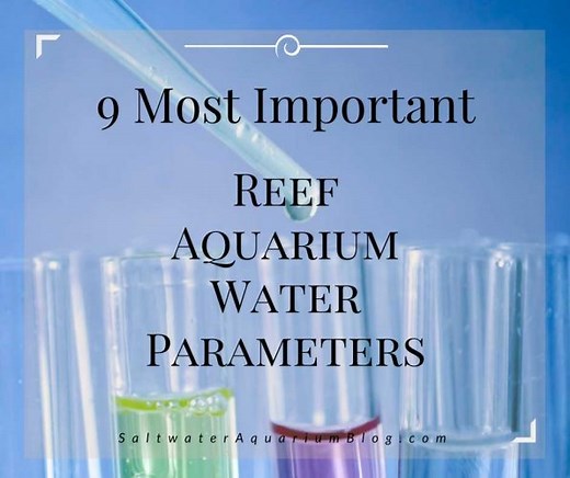 9 Most Important Reef Tank Parameters - test these ideal aquarium levels