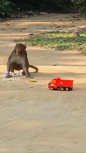 Funny Monkey Videos that Will Make You Laugh