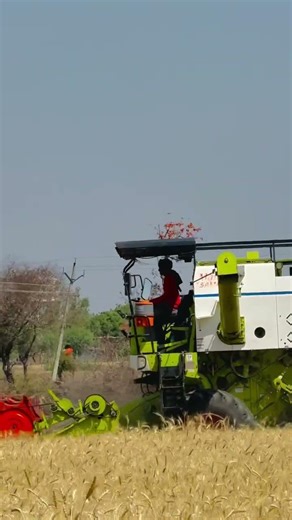 Vishal 435 Brisk Plus in Wheat Field | Vishal 435 Combine Harvester Working Video 2026