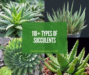 118  Different Types Of Succulents With Names and Pictures 🌵