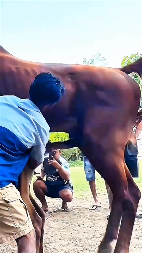 #frasianhorse #equestrianlife #horseidingjourney #creatorsearchinsights #TikTokGO公式表彰プログラム