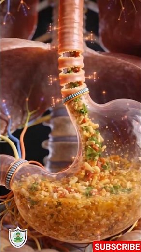 The Science of Stomach Digestion Explained Fast