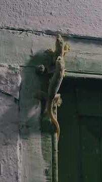 House Lizard Mating Process Explained | Natural Animal Behaviour Video